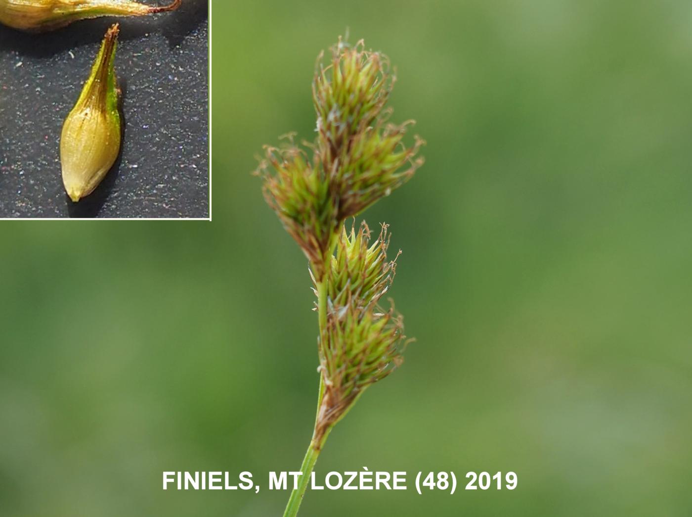 Sedge, Common Hare fruit